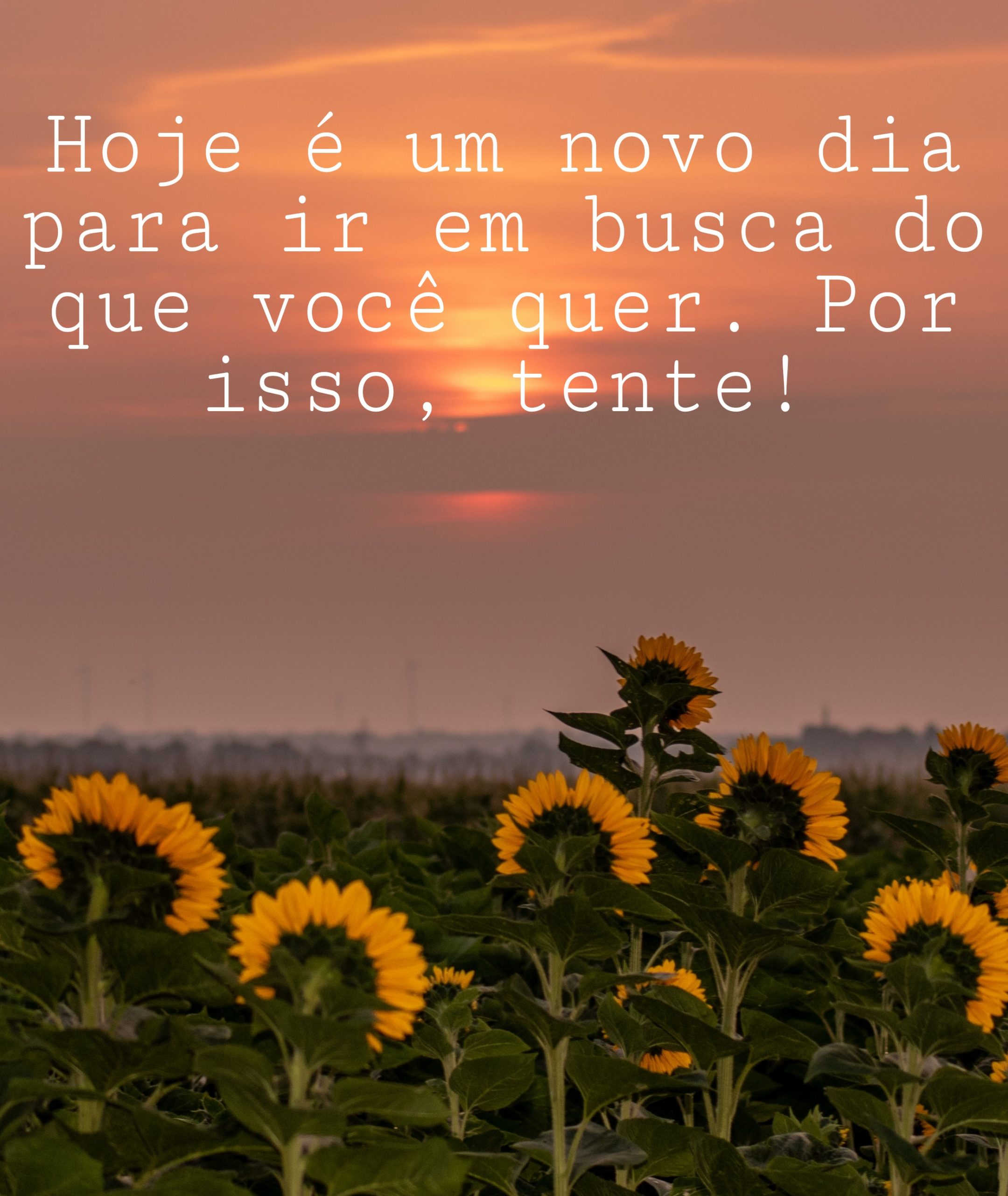 40 Frases De Otimismo Para Começar Suas Manhãs Com Positividade