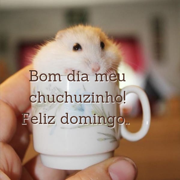 Frases engraçadas de Bom dia Domingo com Imagens animadas