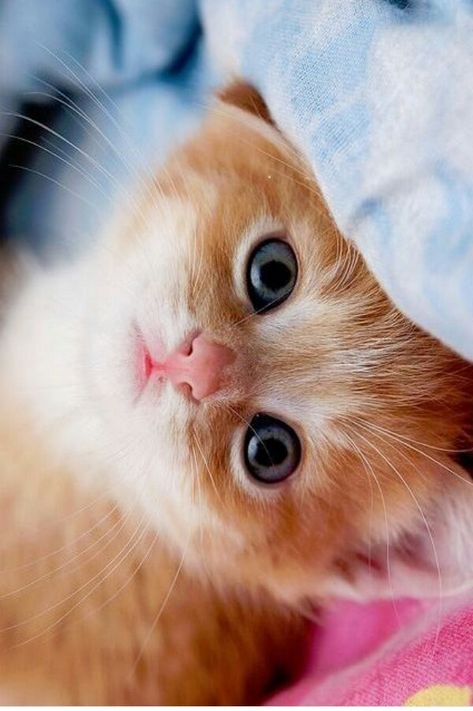 45 Fotos bonitas de Gatos lindos e Fofos ( Gatos adultos e  Filhotes )