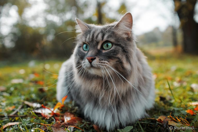 Os Top 5 Gatos Mais Famosos para Seguir no Instagram!
