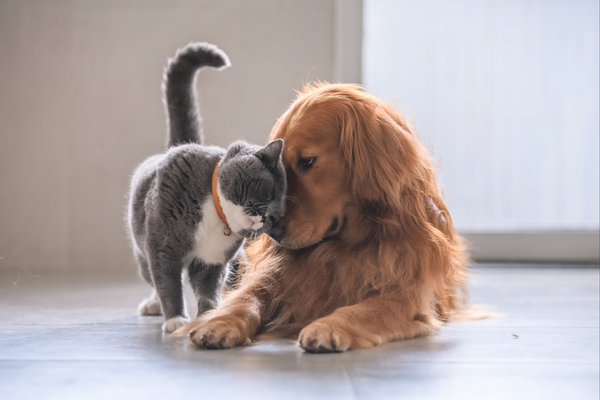 Top 500 Nomes bonitos para Cachorros e Gatos Entre Outros Animais