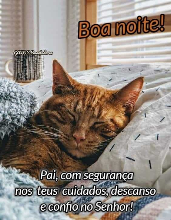 32 Imagens De Boa Noite Com Gatos E Frases Cheias De Carinho